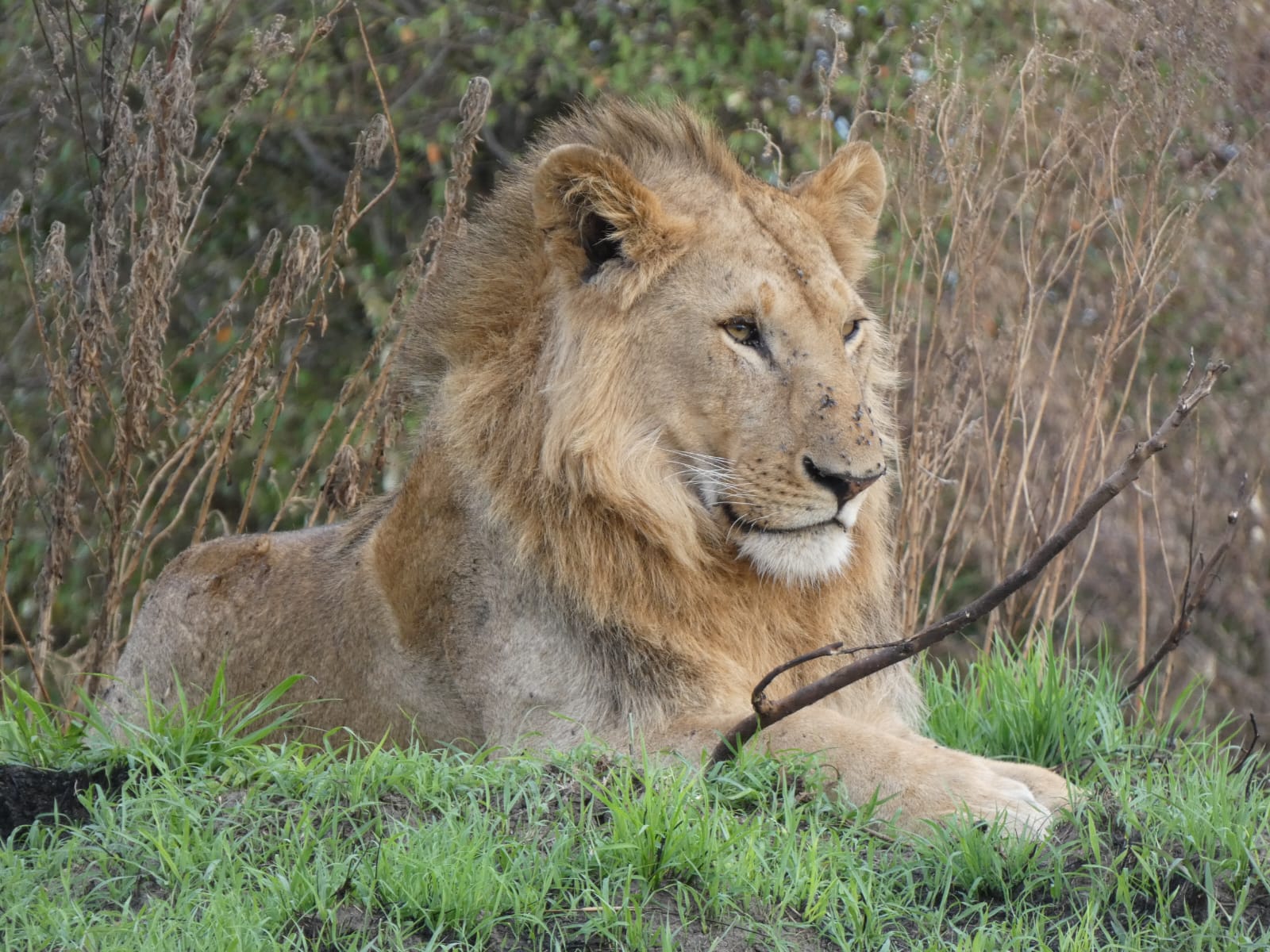 Masaai Mara 3-Days Tour